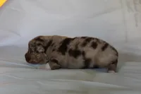 Cash, a male Australian Shepherd for sale in Cookeville, TN – Photo 8 of 10