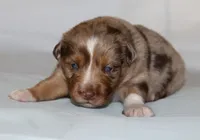 Cash, a male Australian Shepherd for sale in Cookeville, TN – Photo 6 of 10