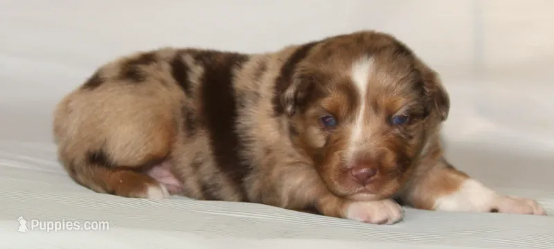 Cash – Australian Shepherd puppy for sale in Cookeville, TN