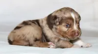 Cash, a male Australian Shepherd for sale in Cookeville, TN – Photo 7 of 10