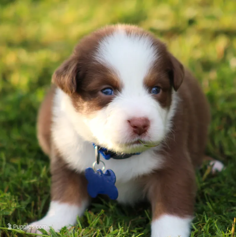Shane – Australian Shepherd puppy for sale in Cookeville, TN