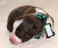 Rebel, a male Australian Shepherd for sale in Cookeville, TN – 5 of 10