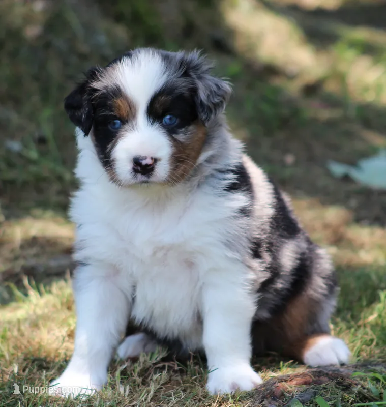 Savannah – Australian Shepherd puppy for sale in Cookeville, TN