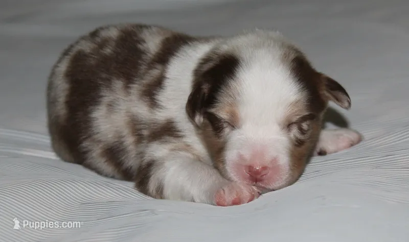 Cody – Australian Shepherd puppy for sale in Cookeville, TN