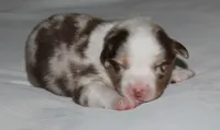 Cody, a male Australian Shepherd for sale in Cookeville, TN – 1 of 9