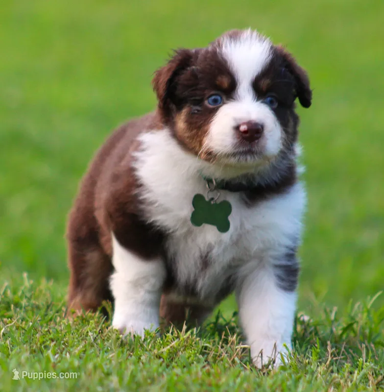 Rebel – Australian Shepherd puppy for sale in Cookeville, TN