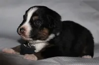 Jackie, a female Australian Shepherd for sale in Cookeville, TN – 2 of 7