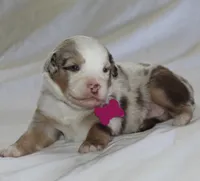 Aspen, a female Australian Shepherd for sale in Cookeville, TN – Photo 4 of 7