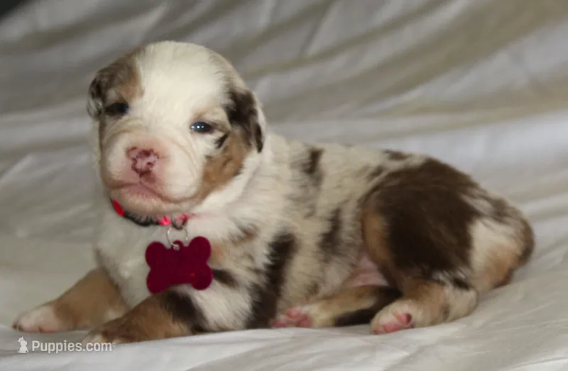 Aspen – Australian Shepherd puppy for sale in Cookeville, TN