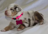 Aspen, a female Australian Shepherd for sale in Cookeville, TN – Photo 3 of 7