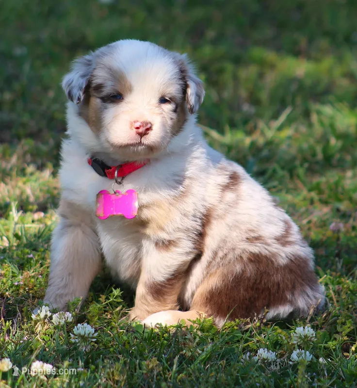 Aspen – Australian Shepherd puppy for sale in Cookeville, TN