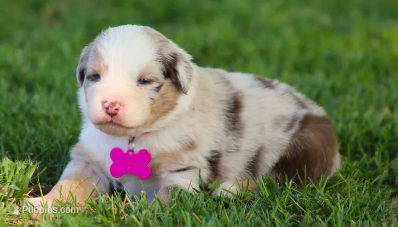 Aspen – Australian Shepherd puppy for sale in Cookeville, TN