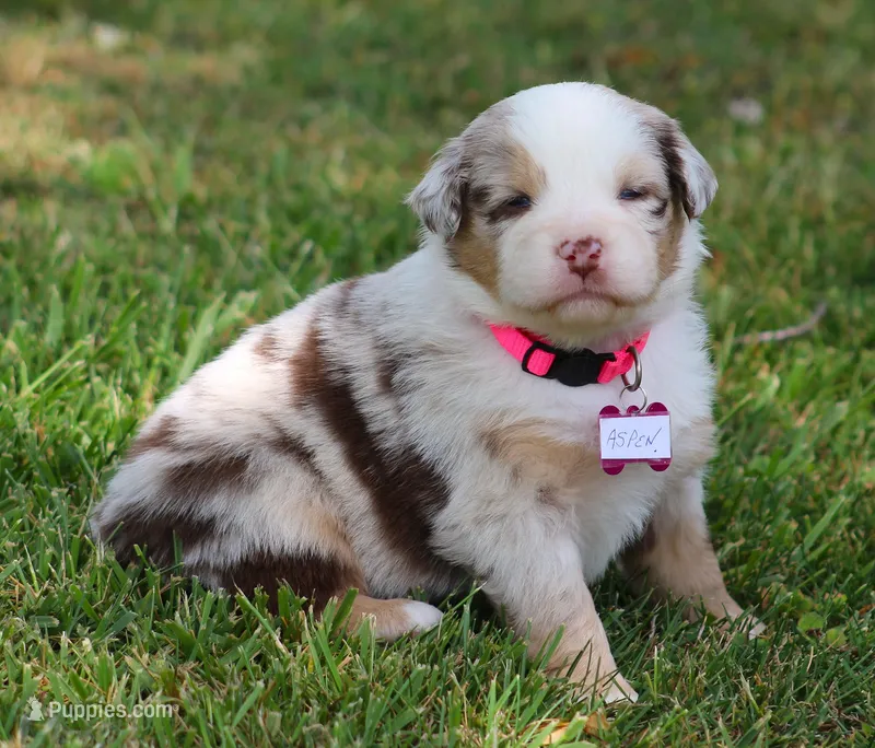 Aspen – Australian Shepherd puppy for sale in Cookeville, TN