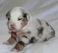 Aspen, a female Australian Shepherd for sale in Cookeville, TN – Photo 6 of 7