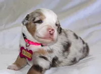 Aspen, a female Australian Shepherd for sale in Cookeville, TN – Photo 7 of 7