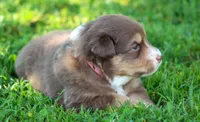 Harper, a female Australian Shepherd for sale in Cookeville, TN – 4 of 7