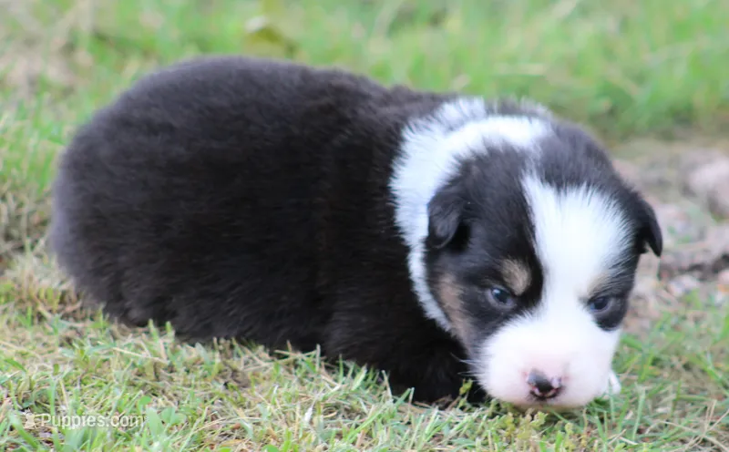 Jenna – Australian Shepherd puppy for sale in Cookeville, TN