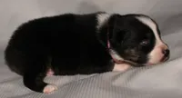 Layla, a female Australian Shepherd for sale in Cookeville, TN – 3 of 7