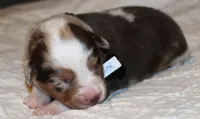 Alex, a male Australian Shepherd for sale in Cookeville, TN – 1 of 9