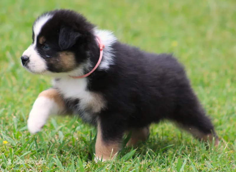 Layla – Australian Shepherd puppy for sale in Cookeville, TN