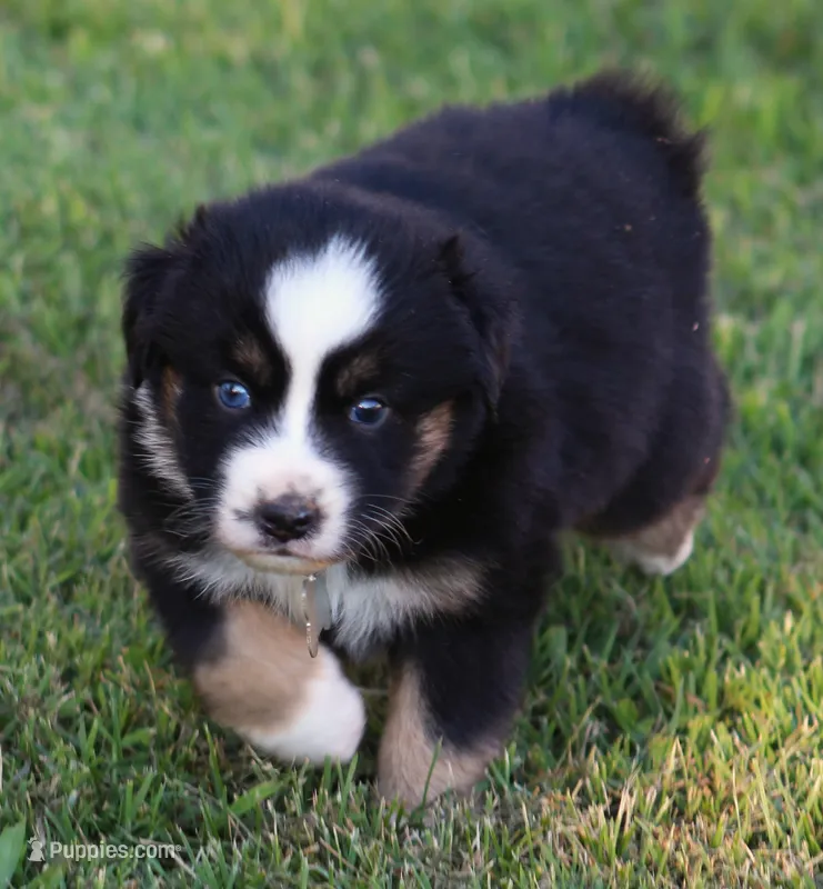 trooper – Australian Shepherd puppy for sale in Cookeville, TN
