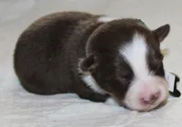 Rebel, a male Australian Shepherd for sale in Cookeville, TN – 6 of 10