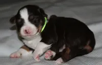 Harlie, a female Australian Shepherd for sale in Cookeville, TN – 7 of 10
