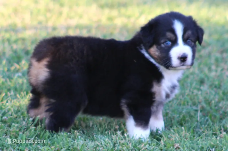 Ella – Australian Shepherd puppy for sale in Cookeville, TN