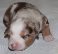 Sydney, a female Australian Shepherd for sale in Cookeville, TN – 3 of 10