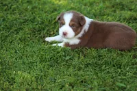 Pearl, a female Australian Shepherd for sale in Cookeville, TN – 8 of 9