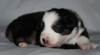Jenna, a female Australian Shepherd for sale in Cookeville, TN – 3 of 9