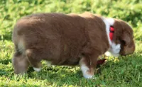 Ellie, a female Australian Shepherd for sale in Cookeville, TN – 6 of 7