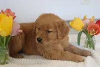Halo, a female Golden Retriever for sale in Hillsboro, WI – Photo 6 of 10
