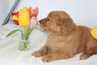Halo, a female Golden Retriever for sale in Hillsboro, WI – Photo 2 of 10