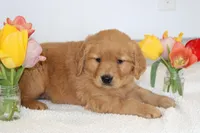 Halo, a female Golden Retriever for sale in Hillsboro, WI – Photo 3 of 10