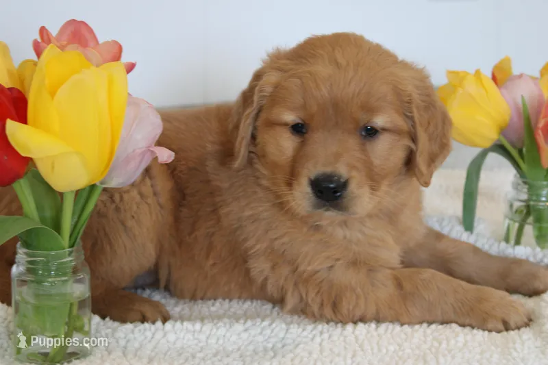 Halo, a female Golden Retriever for sale in Hillsboro, WI – Photo 1 of 10