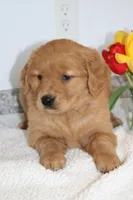 Halo, a female Golden Retriever for sale in Hillsboro, WI – Photo 5 of 10
