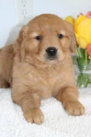 Halo, a female Golden Retriever for sale in Hillsboro, WI – Photo 7 of 10
