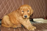 Star, a male Golden Retriever for sale in Hillsboro, WI – 6 of 10