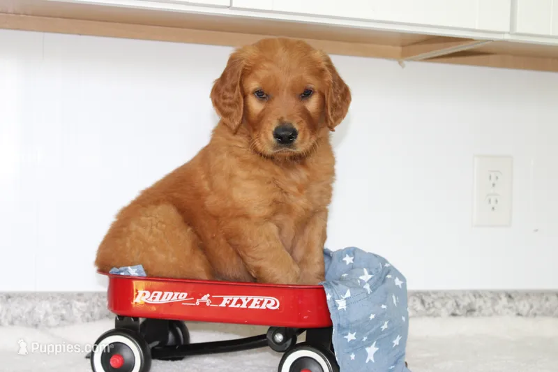 Banjo – Golden Retriever puppy for sale in Hillsboro, WI