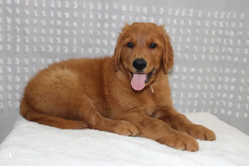Banjo – Golden Retriever puppy for sale in Hillsboro, WI