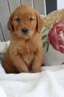 Jasmine, a female Golden Retriever for sale in Hillsboro, WI – 2 of 8