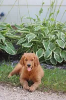 Banjo (SOLD), a male Golden Retriever for sale in Hillsboro, WI – 5 of 10