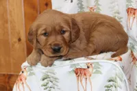 Copper, a male Golden Retriever for sale in Hillsboro, WI – Photo 6 of 10