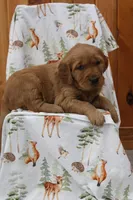 Copper, a male Golden Retriever for sale in Hillsboro, WI – Photo 2 of 10