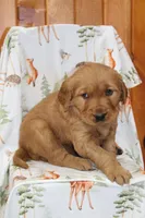 Copper, a male Golden Retriever for sale in Hillsboro, WI – Photo 9 of 10