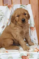 Copper, a male Golden Retriever for sale in Hillsboro, WI – Photo 5 of 10