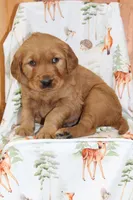 Copper, a male Golden Retriever for sale in Hillsboro, WI – Photo 7 of 10