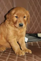 Star, a male Golden Retriever for sale in Hillsboro, WI – 7 of 10