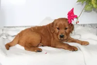 Scarlet, a female Golden Retriever for sale in Hillsboro, WI – 2 of 9